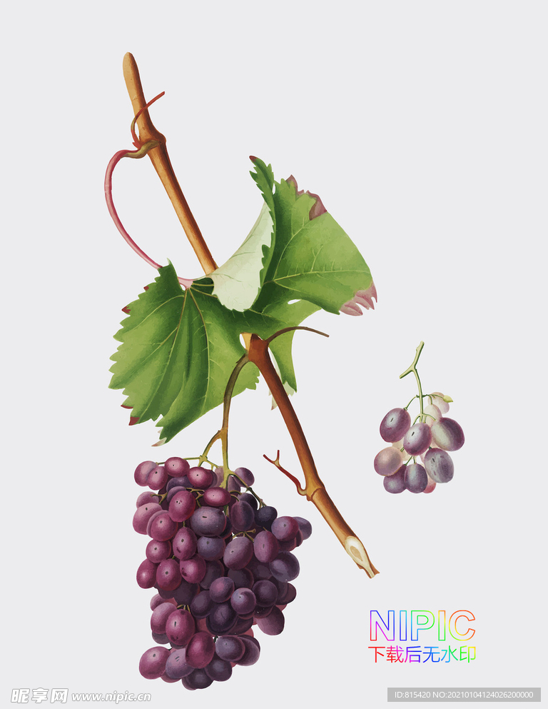 葡萄