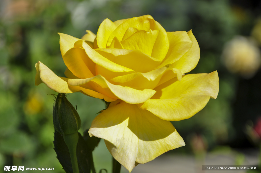 园林花灌木之黄色系的大花月季