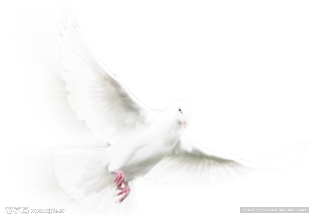 鸽子素材