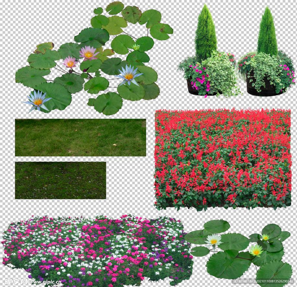 花卉绿植荷花莲花绿地草坪