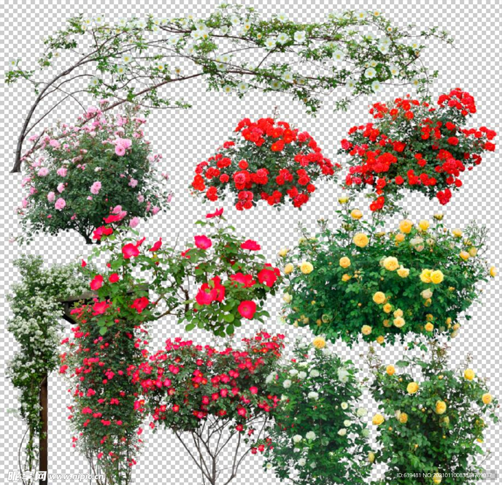 花卉绿植藤蔓花架花丛