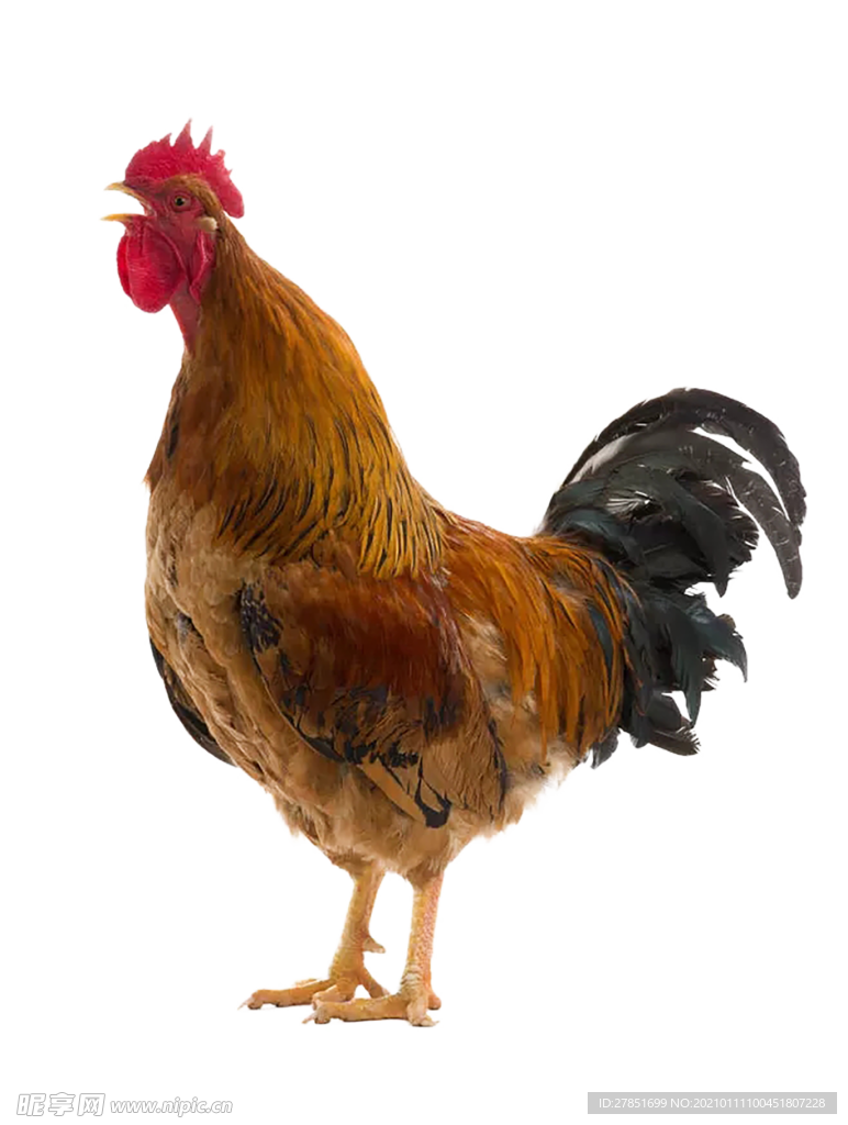 鸡  png
