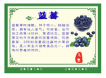 水果养生之蓝莓