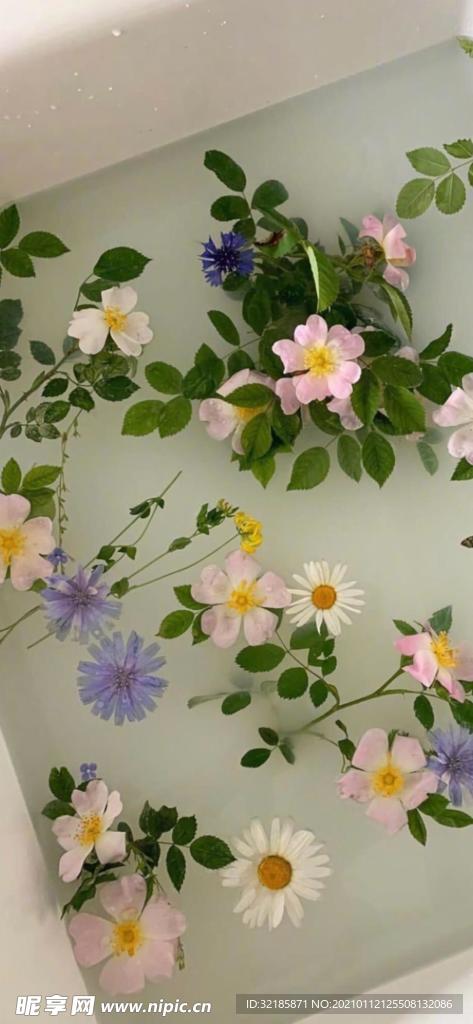 花  植物   图片