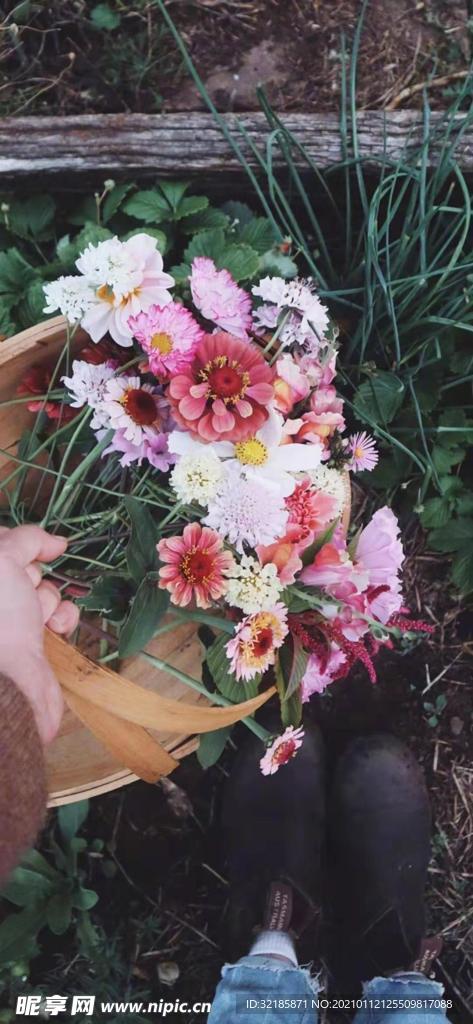 花  植物   图片