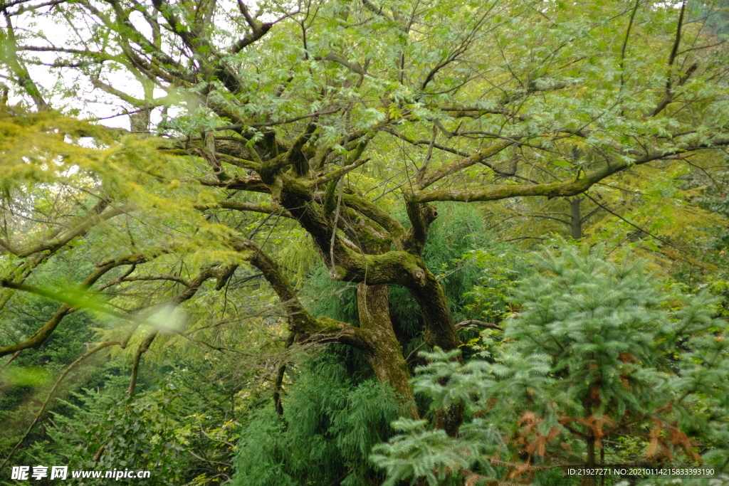 在地愿为连理枝