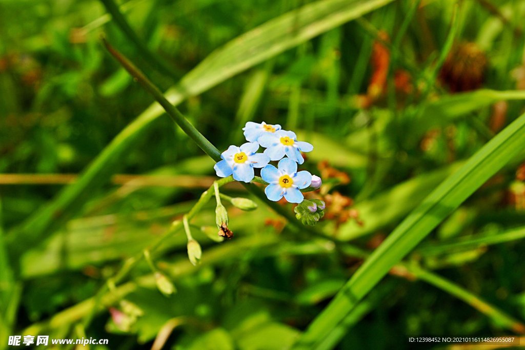 蓝色的勿忘我鲜花