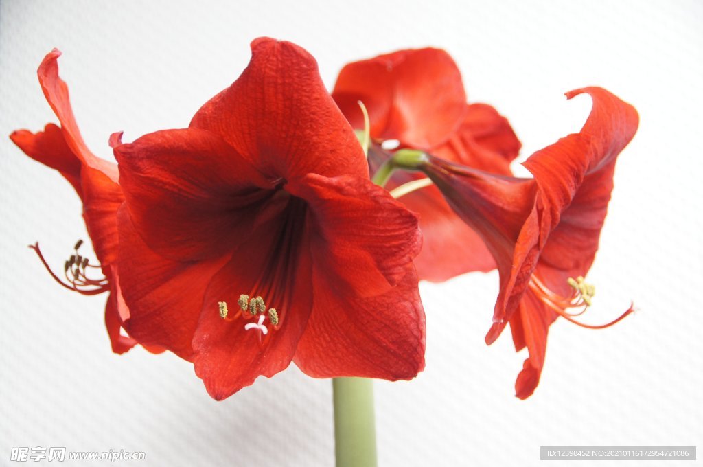 红艳艳的君子兰鲜花