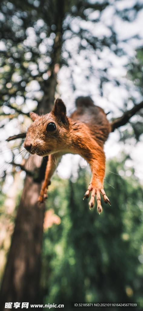 松鼠 动物 图片