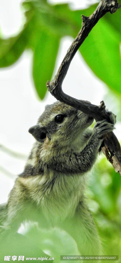 松鼠动物图片