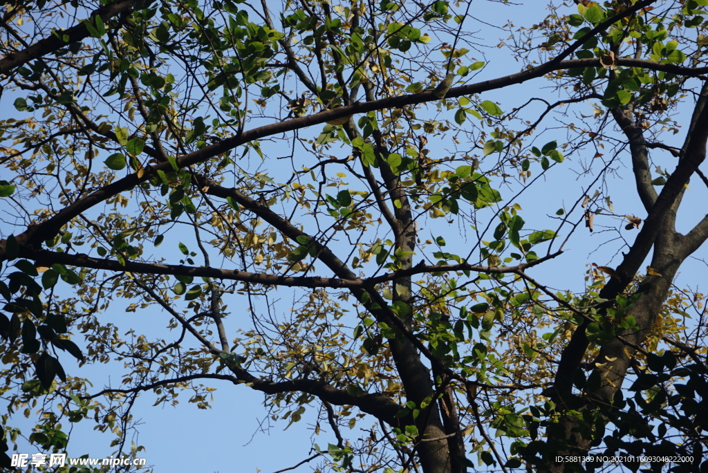 蓝天下仰拍树枝