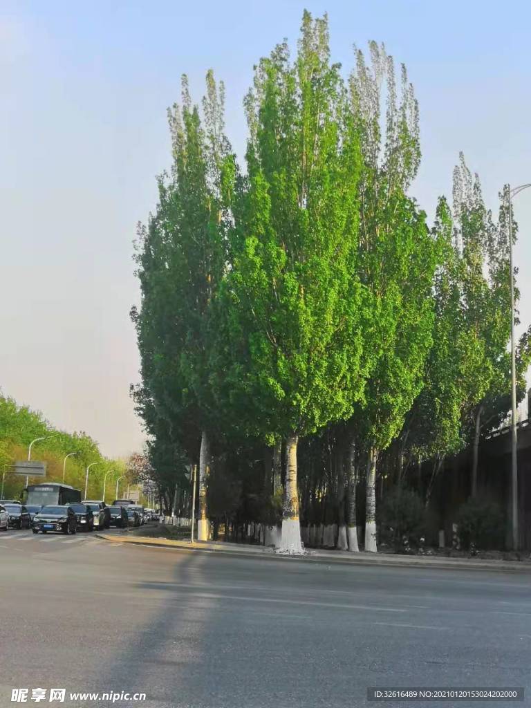 街边杨树
