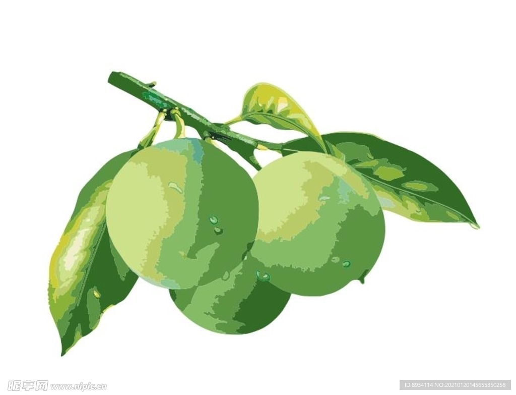 青梅梅子矢量图