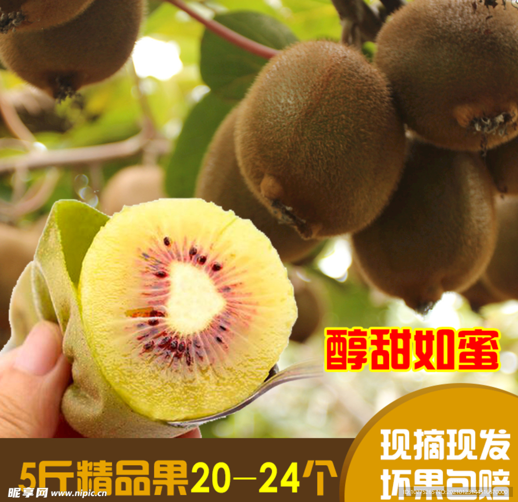 红心黄心猕猴桃主图车图