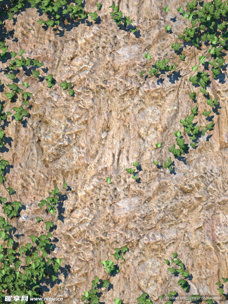 悬崖上的爬山虎蔓藤