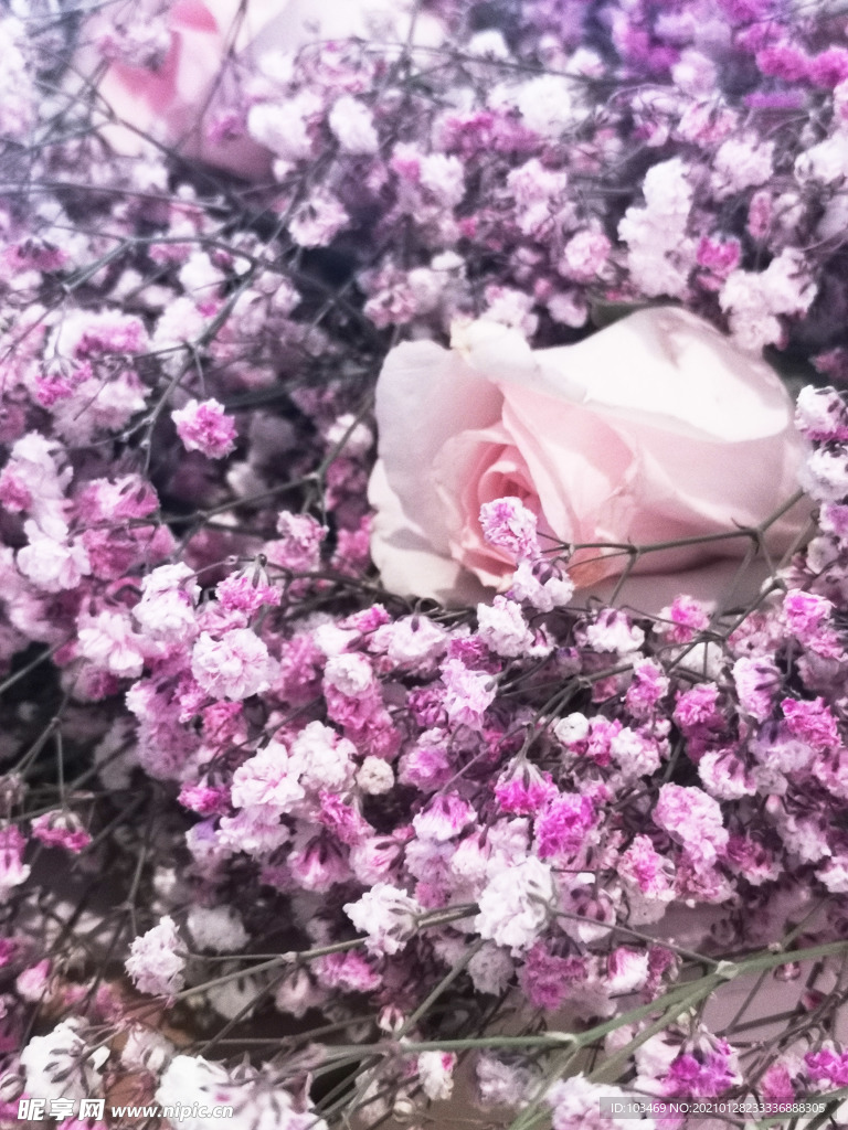 鲜花 满天星 玫瑰