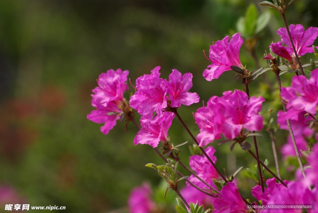 美丽的杜鹃花