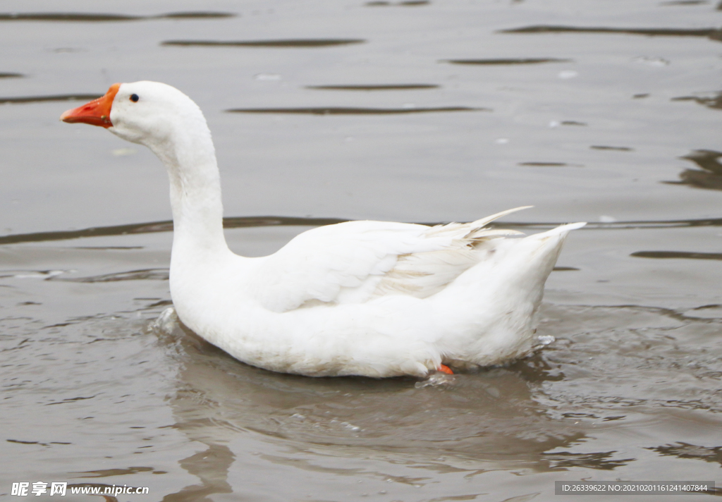 游水的鹅
