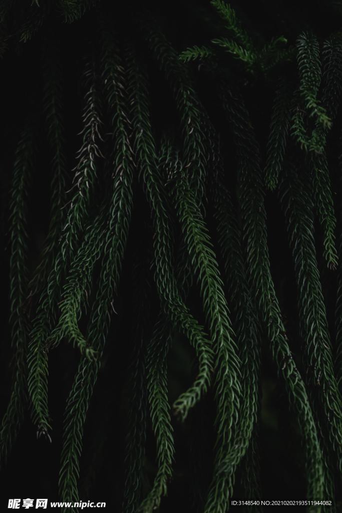 绿色植物近景拍摄