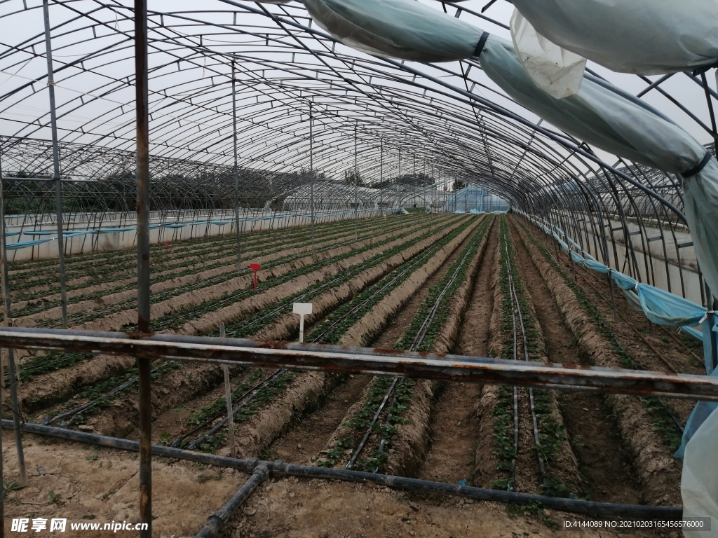 草莓大棚带水肥一体化