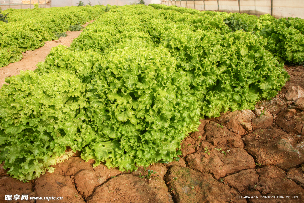 青生菜 生菜 蔬菜大棚  大棚
