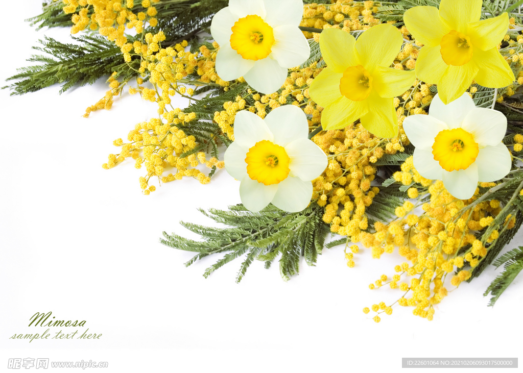 高清花卉图片素材