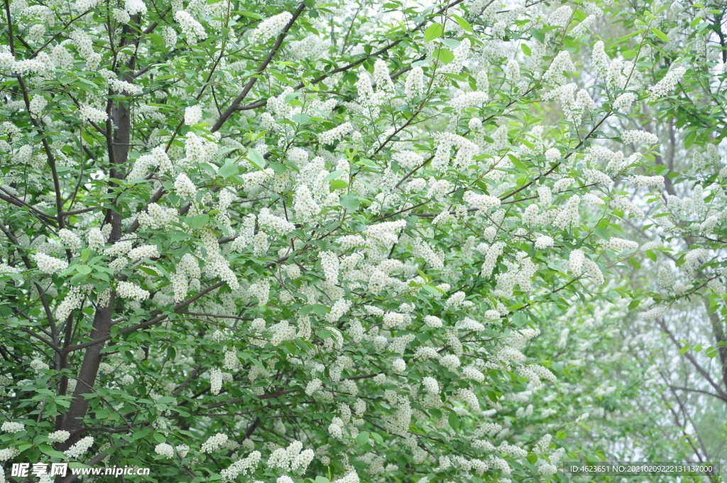 园林花灌木之稠李开花