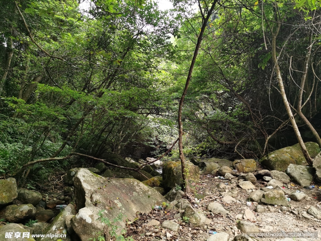 南方自然森林景观