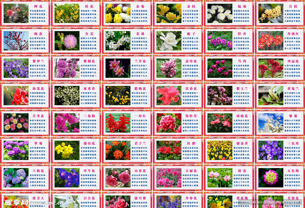 花卉介绍