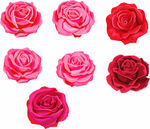 粉色玫瑰 红色玫瑰