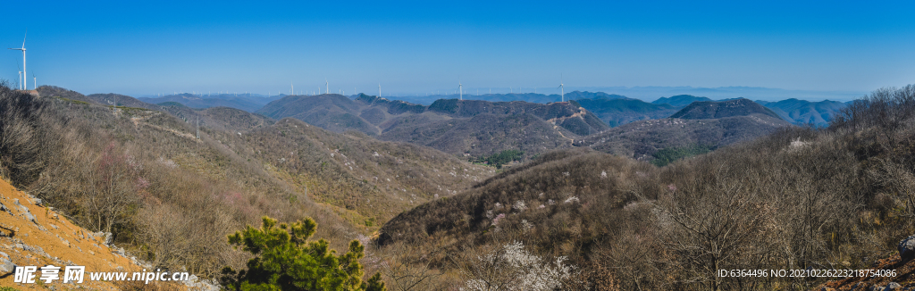 樱桃花儿开满山