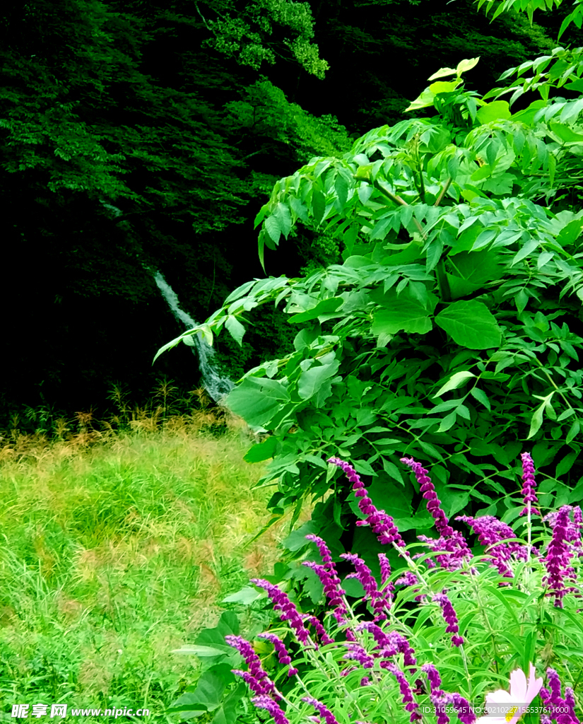 山间溪边的鼠尾草