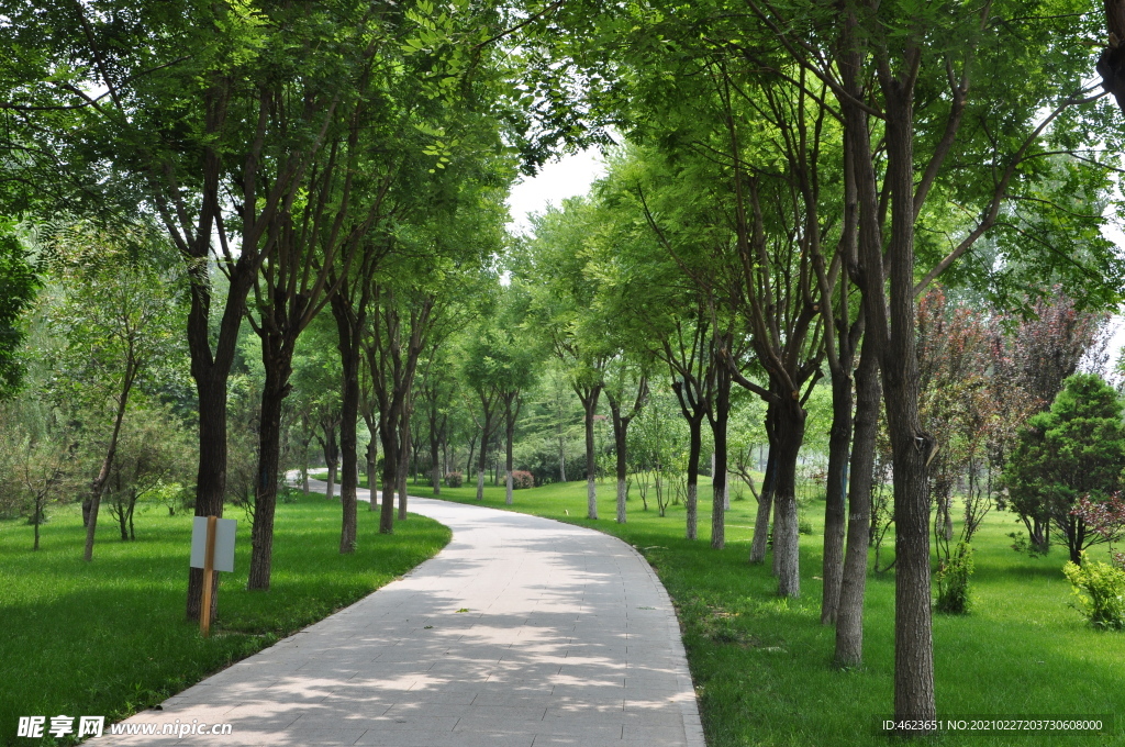 林荫大道之国槐行道树