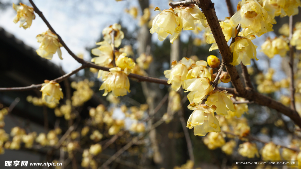 黄色腊梅