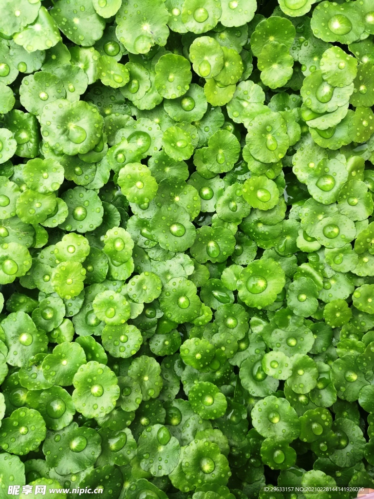 绿色 养眼 金钱草