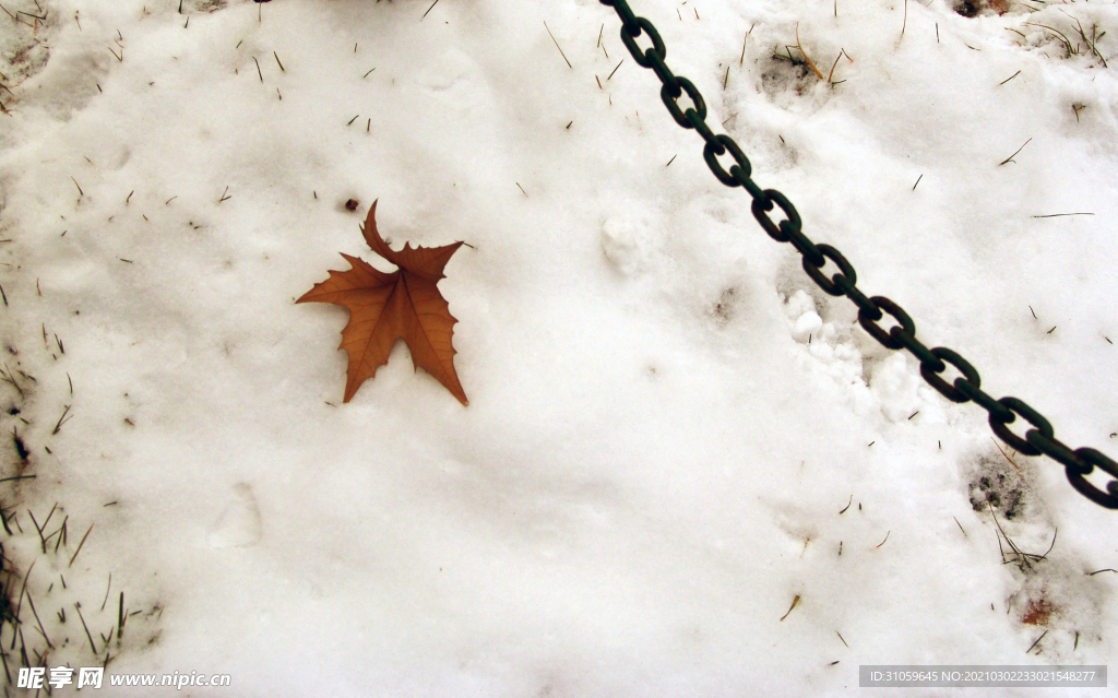 枫叶 雪