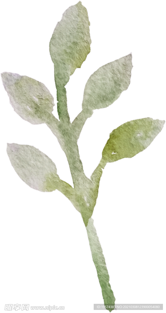 手绘水彩花卉花型花瓣