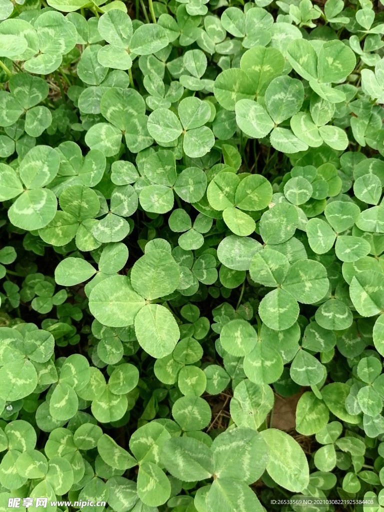 三叶草 绿叶 绿色 背景 围挡