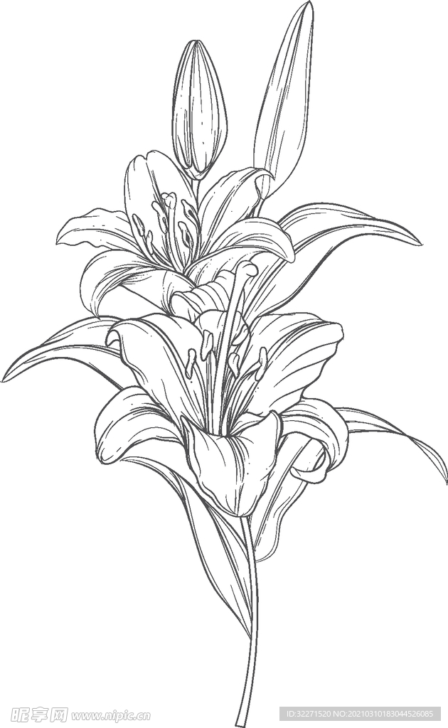 北欧风花草 百合