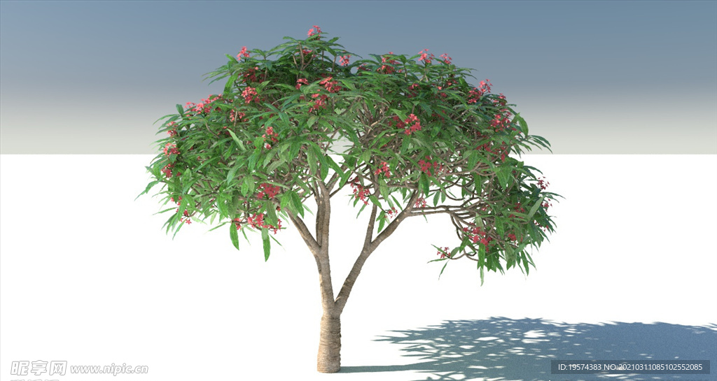 C4D模型红鸡蛋花