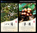 八角草果调料海报