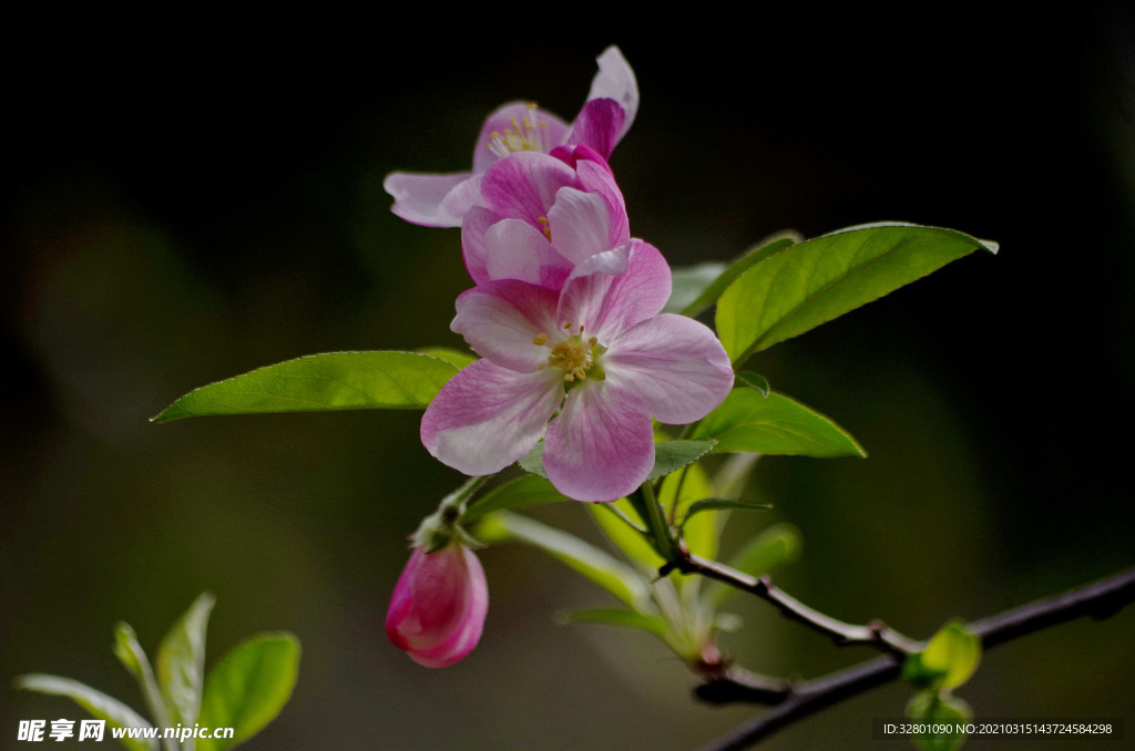 垂丝海棠花开艳