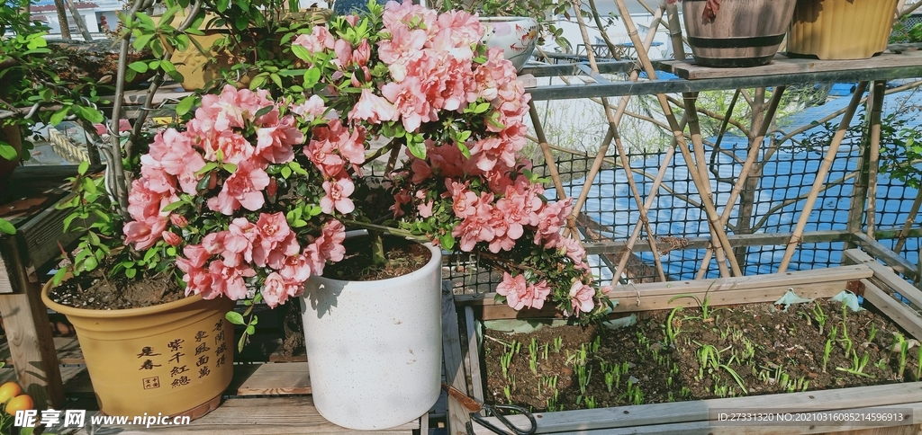 杜鹃花盆栽花卉