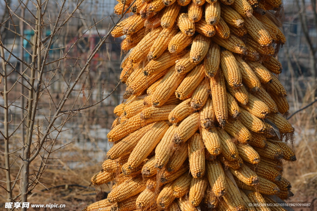 丰收玉米金黄玉米垛