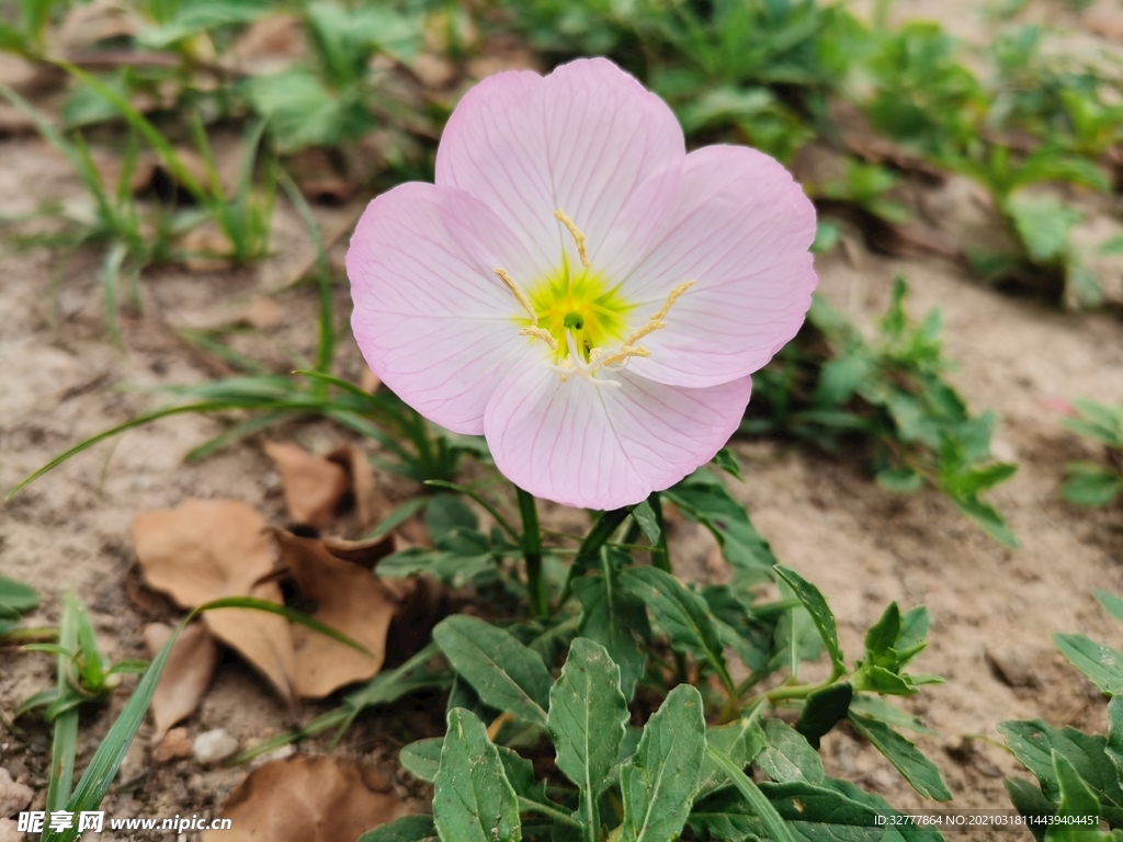 美丽月见草 待霄草 粉晚樱