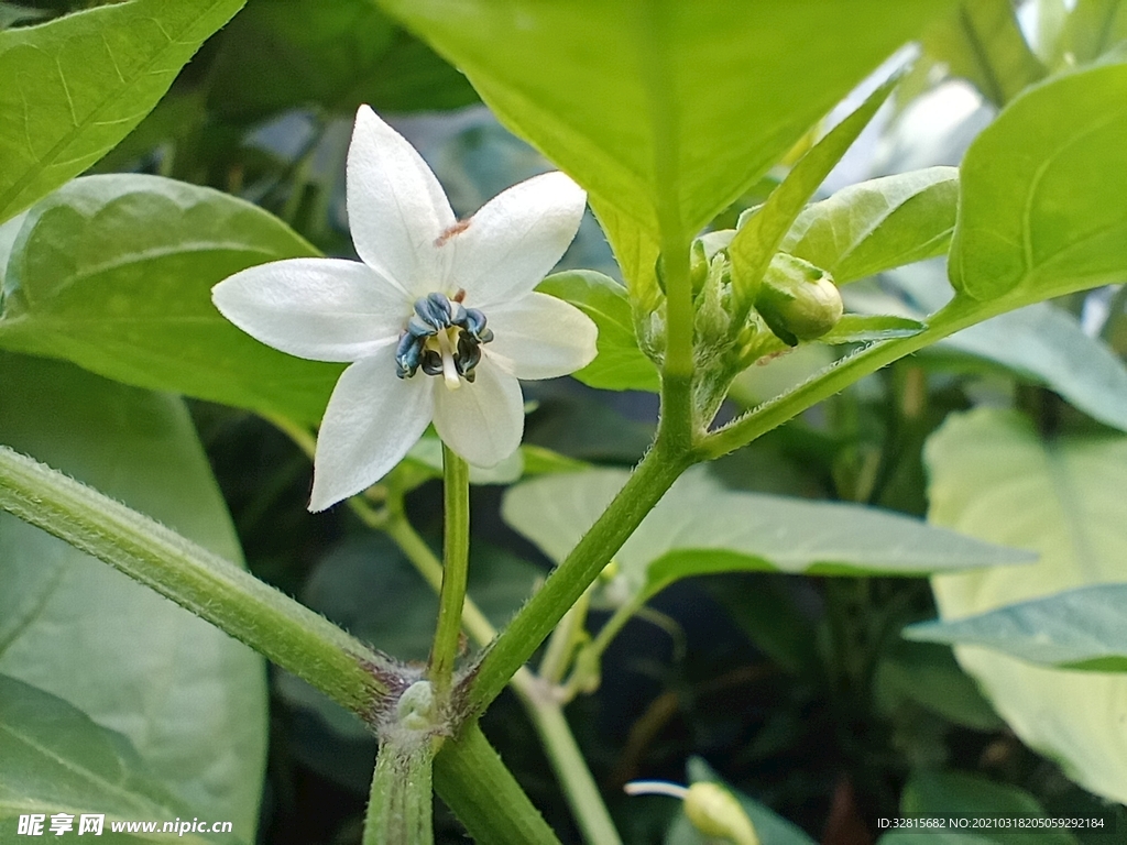 七彩椒的花朵