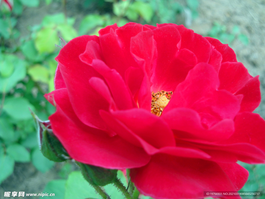 月季花花朵图片