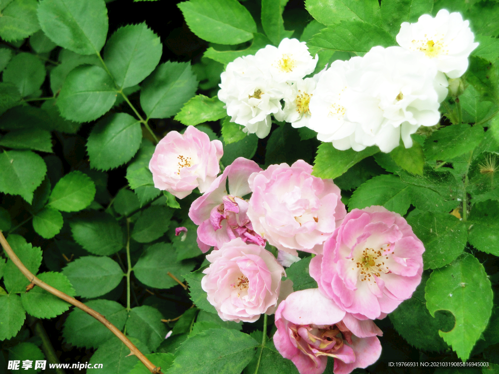 七姊妹花朵图片