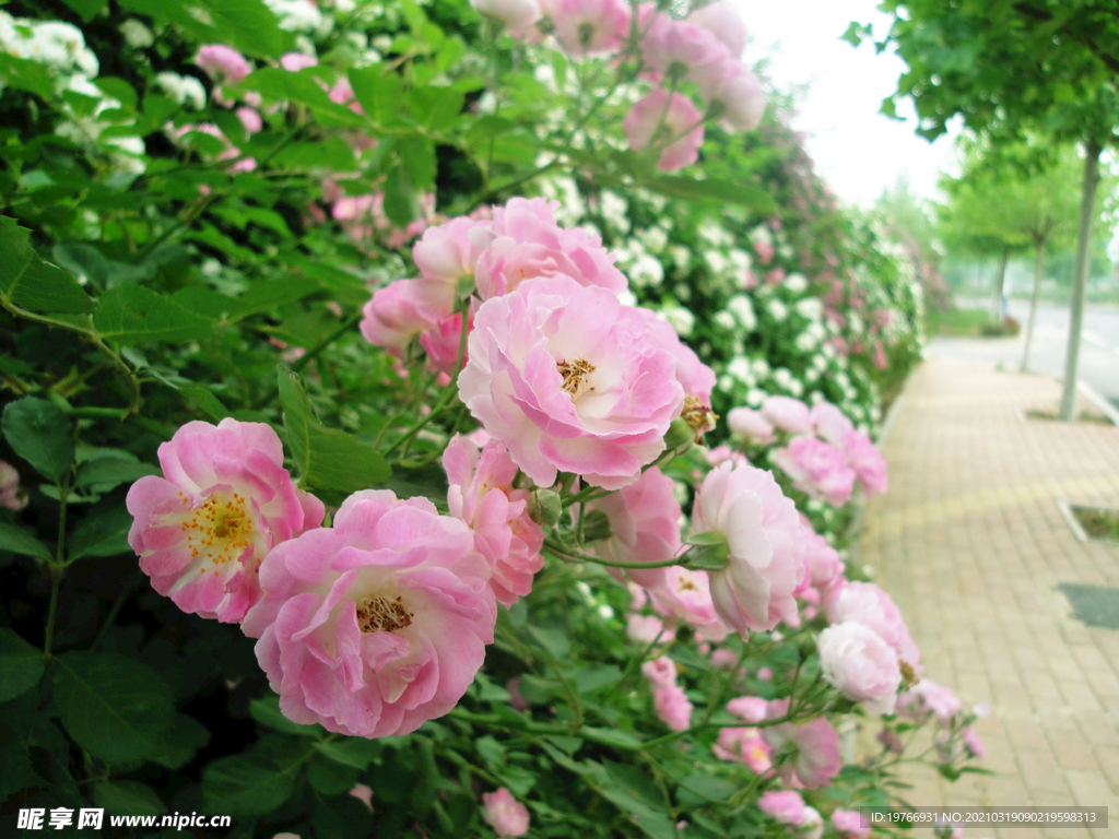 七姊妹花朵图片