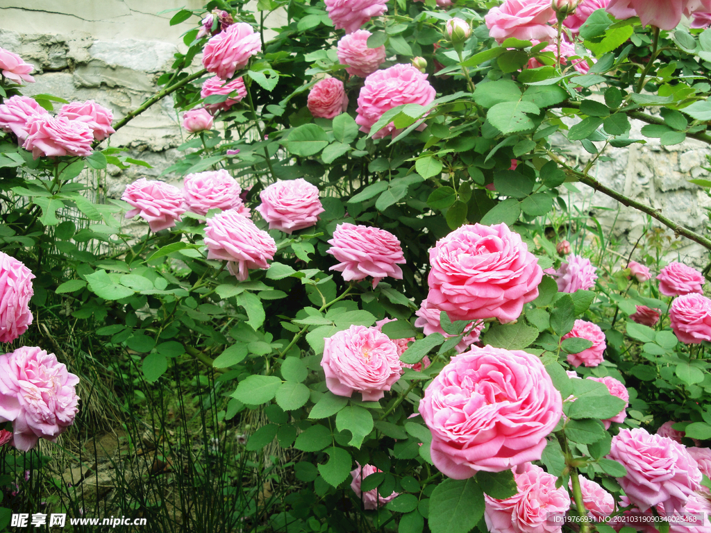 月季花花朵图片